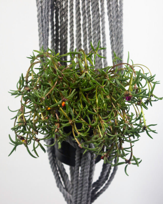 Mombacho Macrame Plant Holder | Gray
