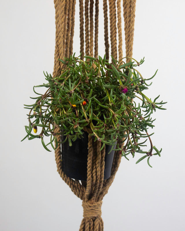 Mombacho Macrame Plant Holder | Khaki