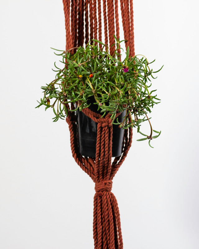 Mombacho Macrame Plant Holder | Tile Red
